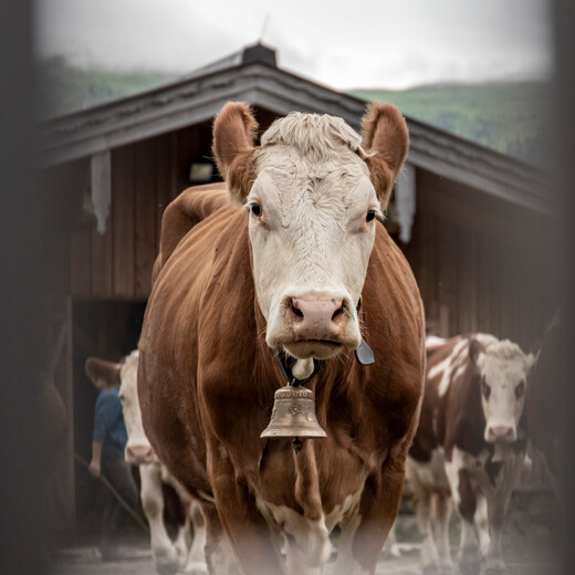 Ab auf die Almwiese! | © Linda Zechmeister