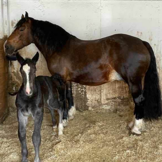 A new generation in the Noriker-Stables | © Michaela Mitterer A new generation in the Noriker-Stables | © Michaela Mitterer