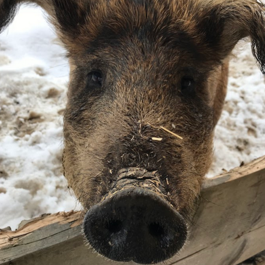 The Mangalitza pig | © Michaela Mitterer The Mangalitza pig | © Michaela Mitterer