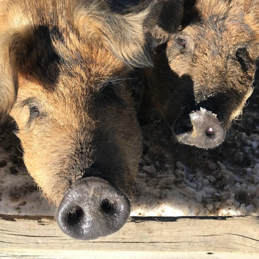 A Mangalitza pig rarely comes alone | © Michaela Mitterer A Mangalitza pig rarely comes alone | © Michaela Mitterer