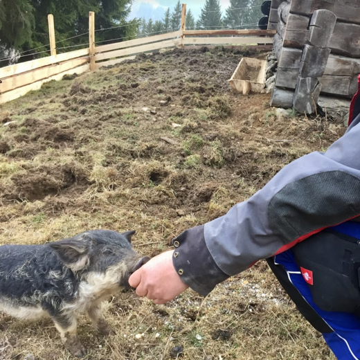 The little Mangalitza piglets are also already very friendly | © Michaela Mitterer The little Mangalitza piglets are also already very friendly | © Michaela Mitterer