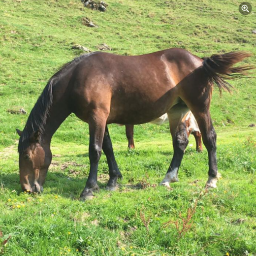 The Norikers feel particularly at home on the mountain pasture | © Michaela Mitterer The Norikers feel particularly at home on the mountain pasture | © Michaela Mitterer