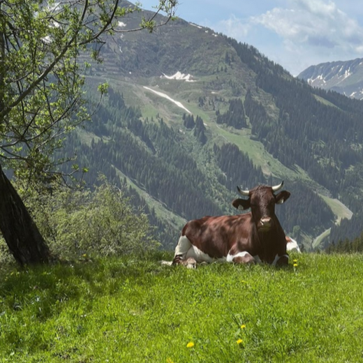 A Pinzgauer cow spends the summer on the mountain pasture | © Michaela Mitterer A Pinzgauer cow spends the summer on the mountain pasture | © Michaela Mitterer