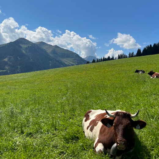 The Pinzgauer Cow | © Michaela Mitterer The Pinzgauer Cow | © Michaela Mitterer
