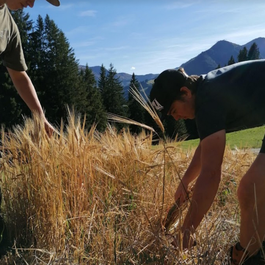 The barley is harvested by hand | © Michaela Mitterer