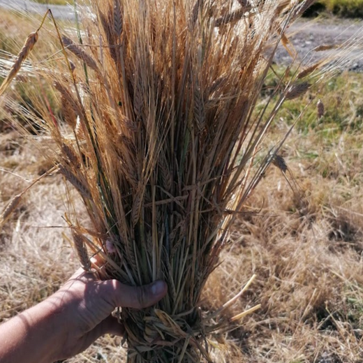 A harvested bundle of barley | © Michaela Mitterer