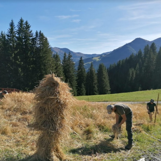The harvest in full swing | © Michaela Mitterer