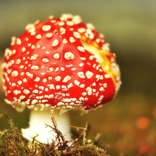 Lucky charm - the magic toadstool | © pixabay