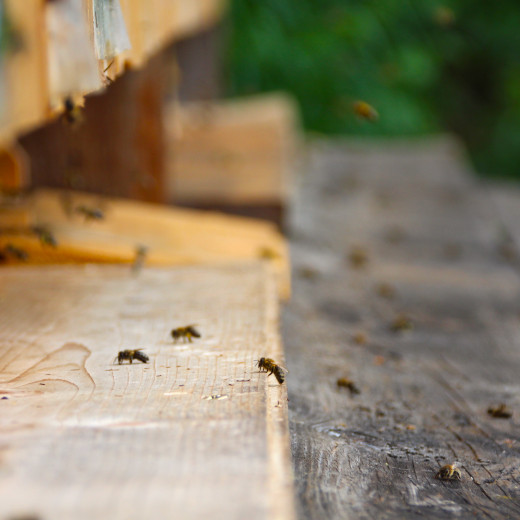 Flying into the beehive | © Privat