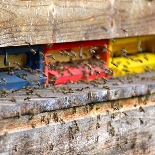 Rushhour in the beehive | © Privat