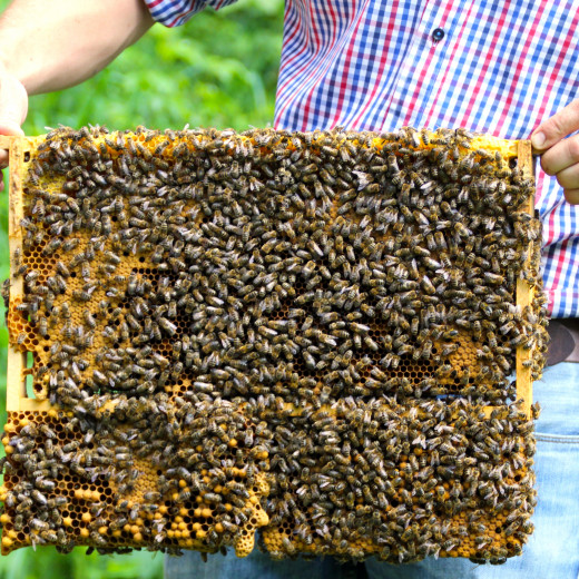 The honeycomb | © Privat