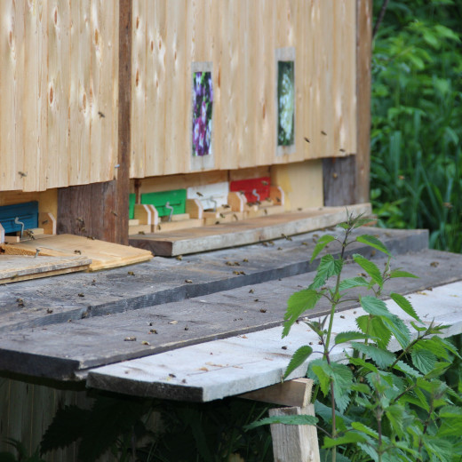 Flowers lead the way into the beehive | © Privat