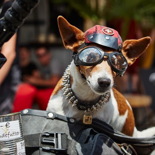 Auch er ist schon Stammgast bei der Biker Mania | © Daniel Roos