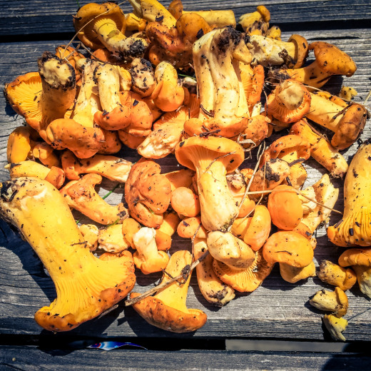 Now is the season for mushrooms | © Edith Danzer Now is the season for mushrooms | © Edith Danzer