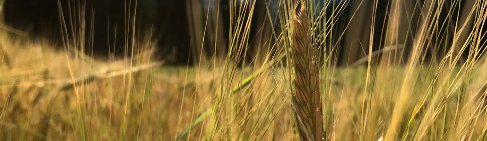 Erntezeit im Glemmtal | © Michaela Mitterer