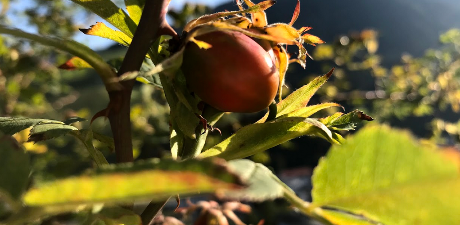 Rosehip | © Michaela Mitterer