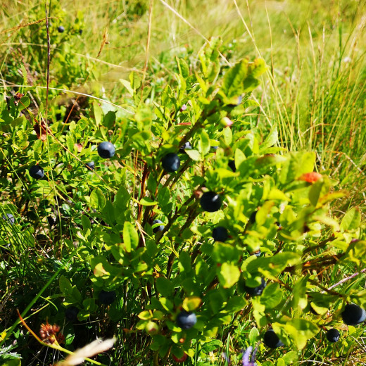 Blueberries along the way