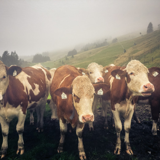 Die Kälber spüren, dass es jetzt ins Tal geht. | © Edith Danzer