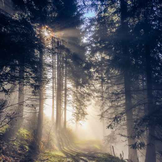 Nebelstimmung im Herbst. | © Edith Danzer