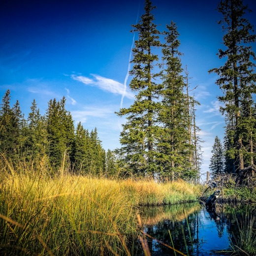 Sanftes Licht begleitet den Herbst. | © Edith Danzer