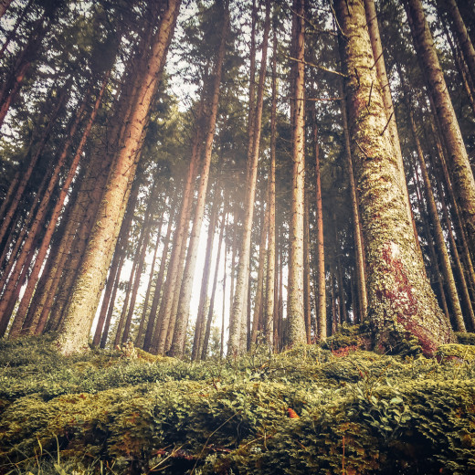 Der Wald duftet.  | © Edith Danzer