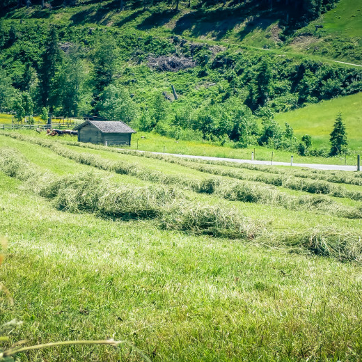 Das Heu wird zu Zeilen zusammengefasst.  | © Privat