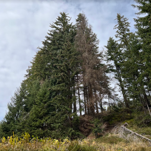 A beetle-infested tree can be recognised from afar | © Michaela Mitterer A beetle-infested tree can be recognised from afar | © Michaela Mitterer