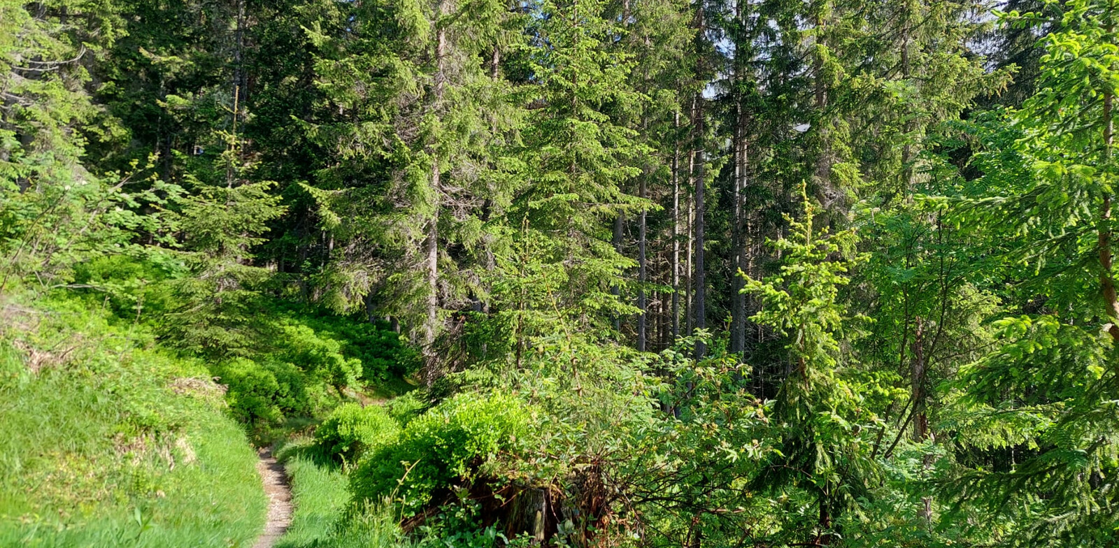 Forest habitat in the Glemmtal Valley | © saalbach.com