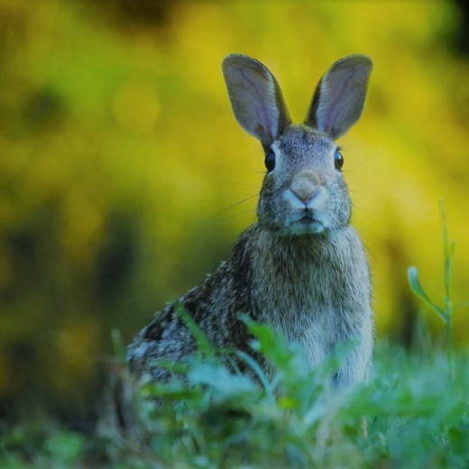 Viele Hasen bevölkern unsere Wälder und Wiesen Viele Hasen bevölkern unsere Wälder und Wiesen