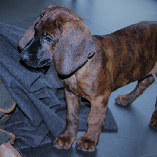 Django - der angehende Jadghund Django - der angehende Jadghund