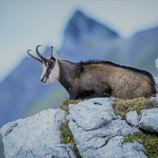 Die Gams - in höheren Lagen anzutreffen Die Gams - in höheren Lagen anzutreffen