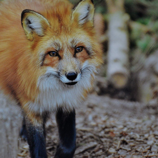 Füchse sind schlau und anpassungsfähig Füchse sind schlau und anpassungsfähig