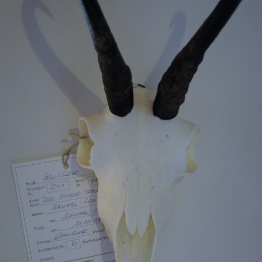 Die Trophäe wird mit allen Daten erfasst Die Trophäe wird mit allen Daten erfasst