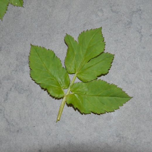 Giersch | © Susanne Mitterer Giersch | © Susanne Mitterer