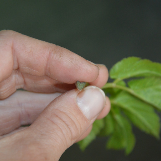 Giersch-Stiel | © Susanne Mitterer Giersch-Stiel | © Susanne Mitterer