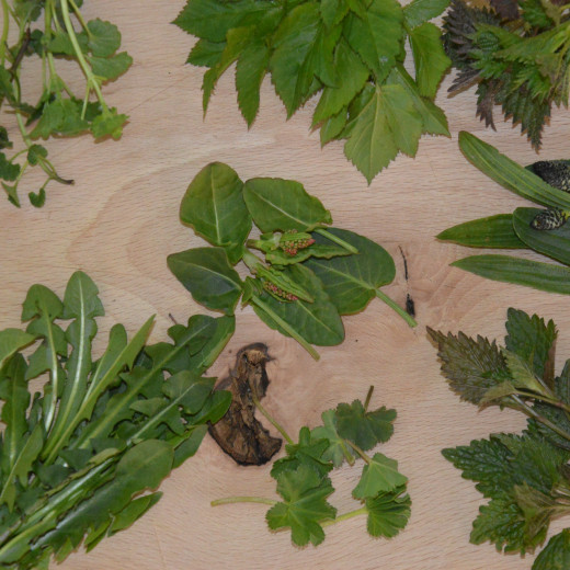 Neun Kräuter | © Susanne Mitterer Neun Kräuter | © Susanne Mitterer