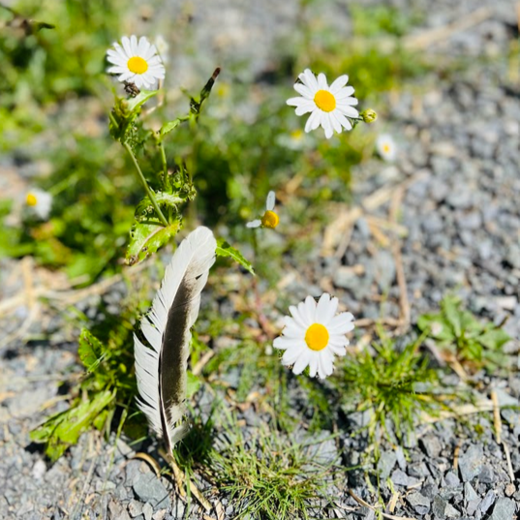 Camomile Camomile