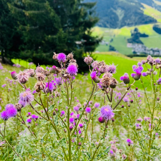 Alpine thistle Alpine thistle