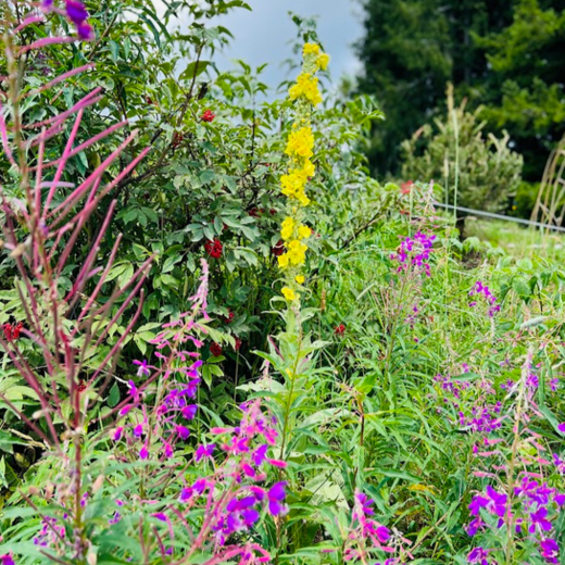 Mullein and fireweed Mullein and fireweed