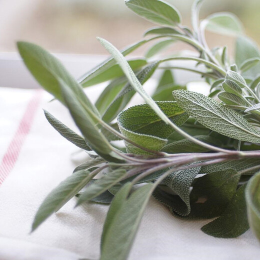 Sage Sage