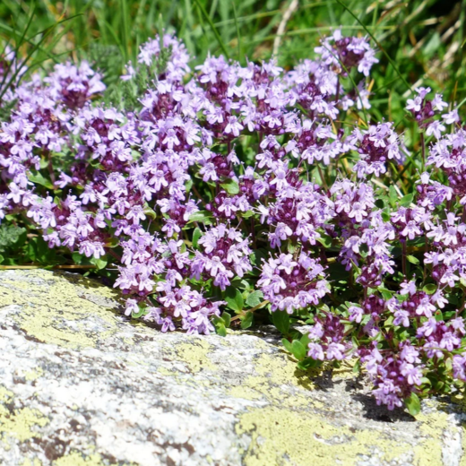 Thyme Thyme