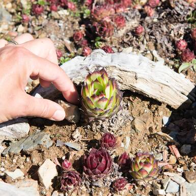 common houseleek | © Edith Danzer