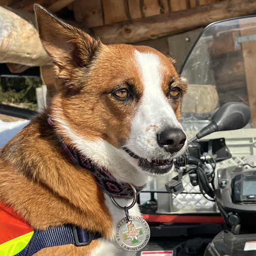 Amy mit Bergrettungsmarke