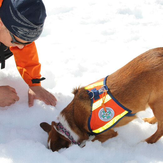 Spielerisches Suchtraining | © The searching game