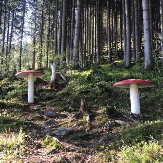 Finding mushrooms is easy here... ;) | © Michaela Mitterer