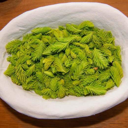 Fresh spruce sprouts | © Edith Danzer