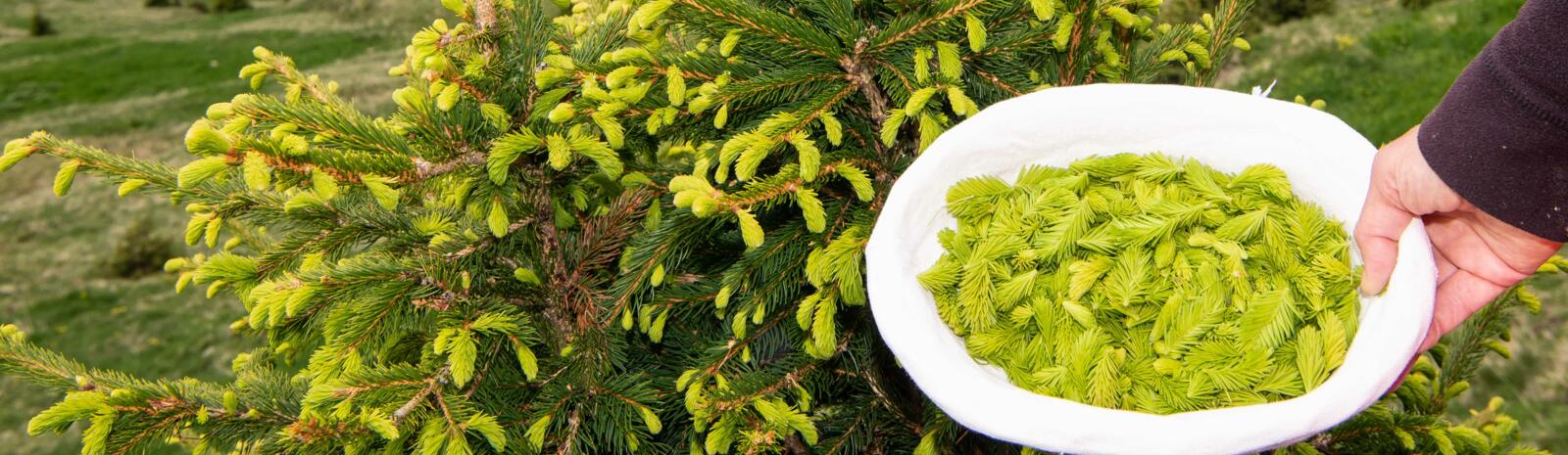  Fresh spruce sprout | © Edith Danzer