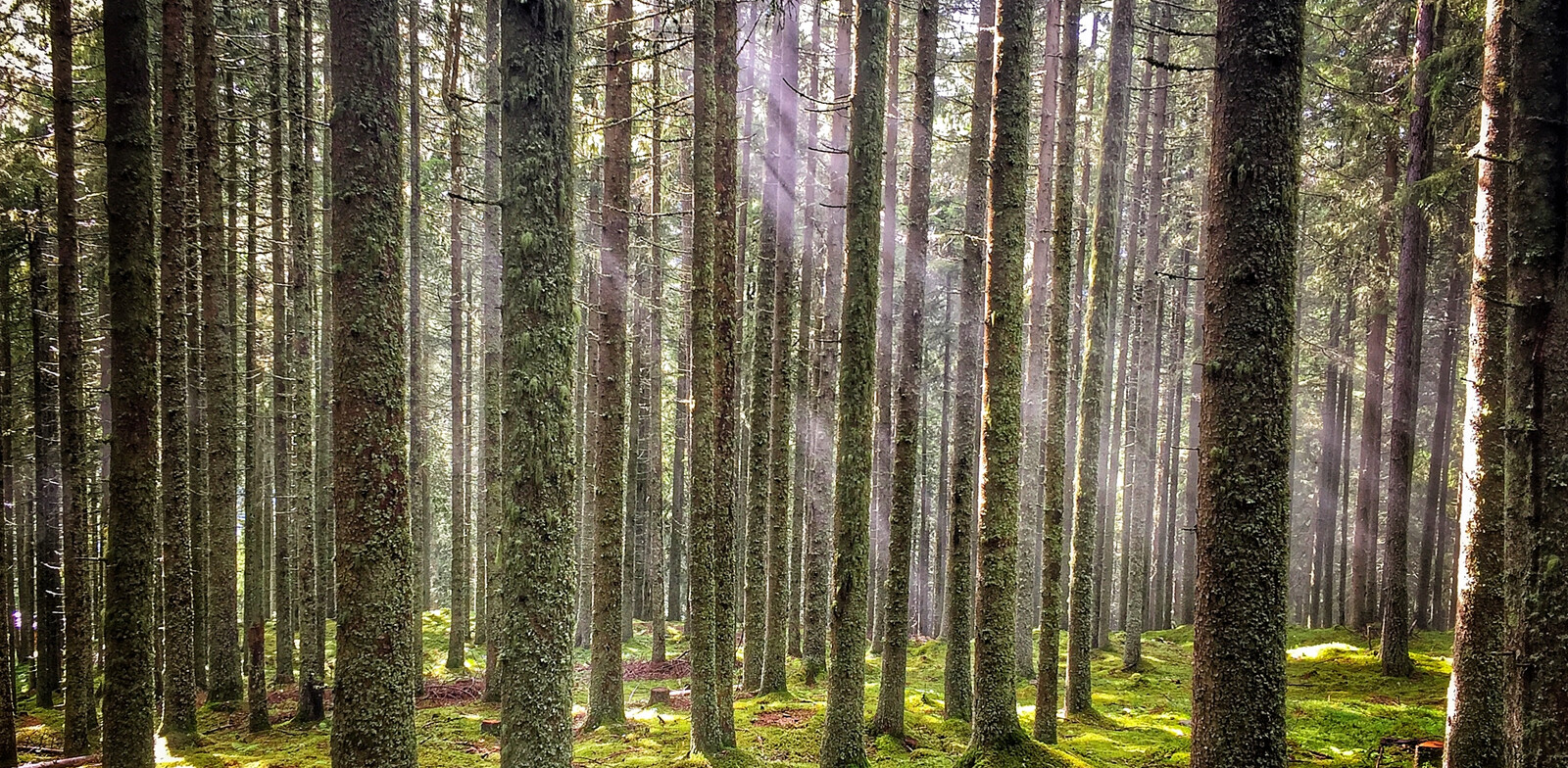 Ideal terrain for berries | © Edith Danzer