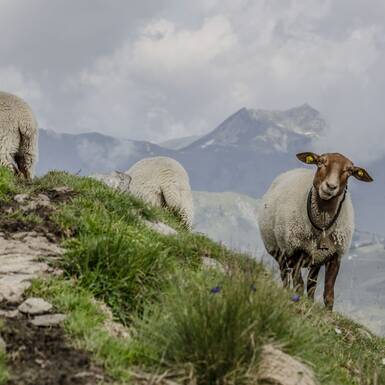 Sheep on Schattberg | © Jakob Zeller