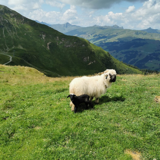 Sheep and lamb | © Privat Sheep and lamb | © Privat